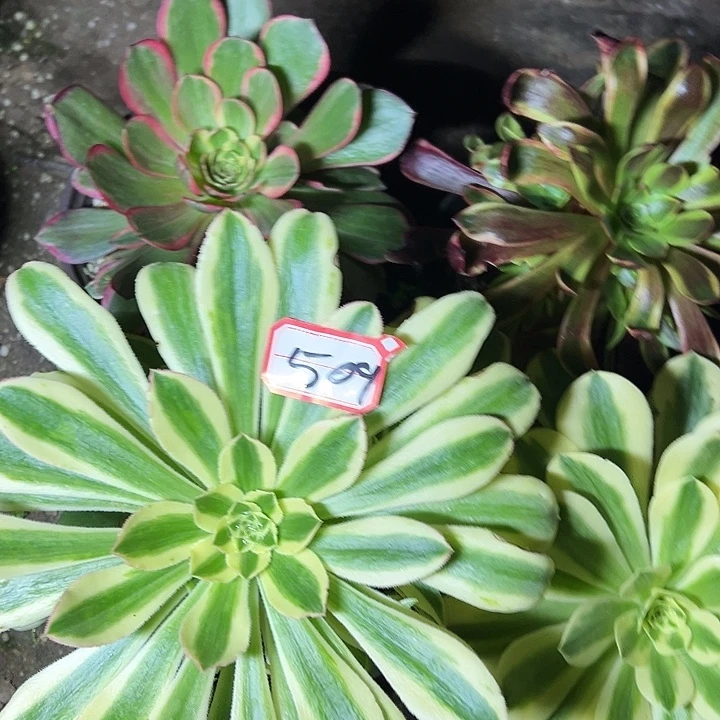 多肉植物509不售后
