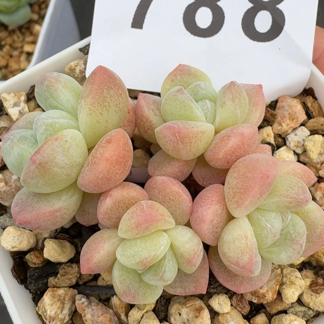 小脸冰玉群生            精美多肉植物