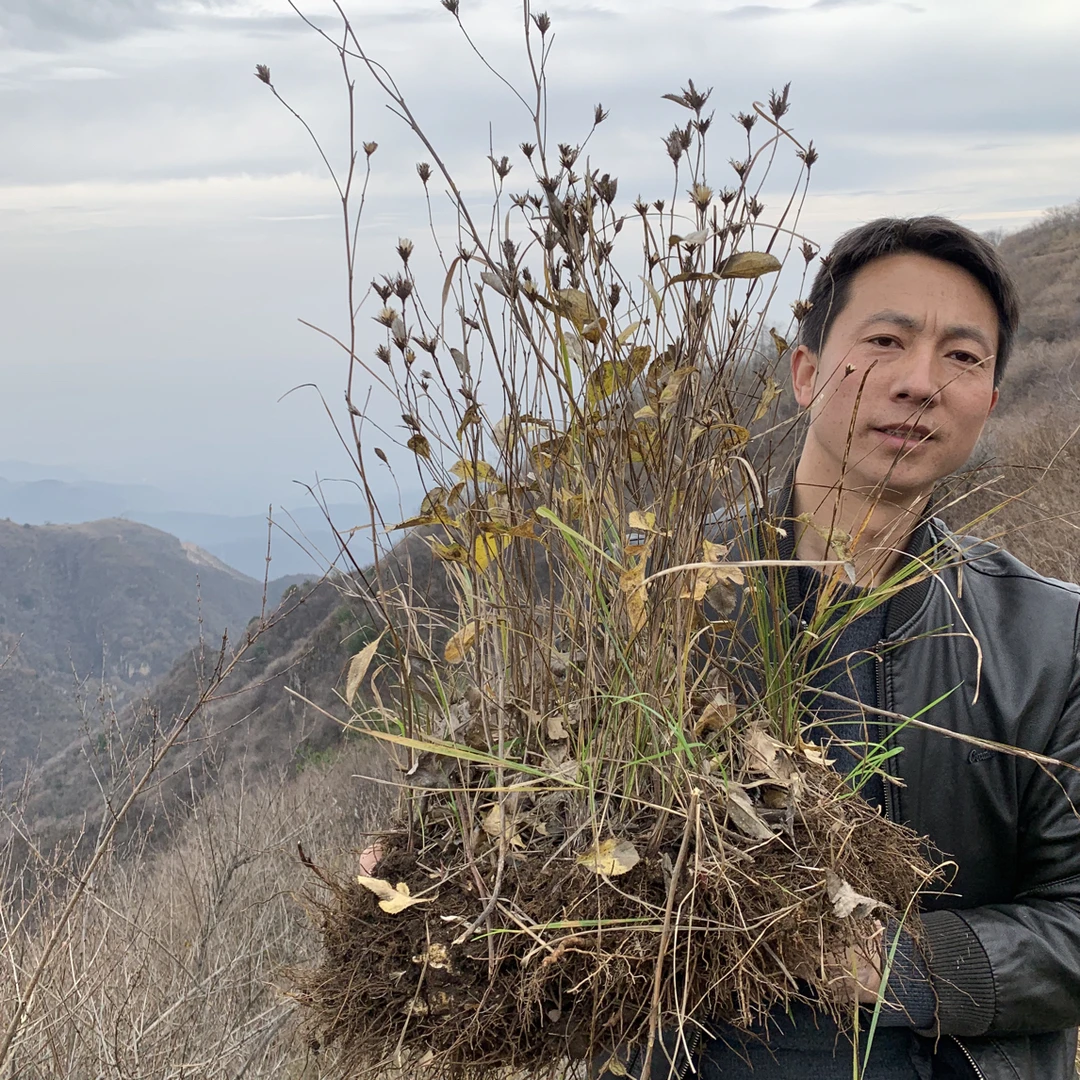 深山生苍术正品无硫熏原生态切片可打粉