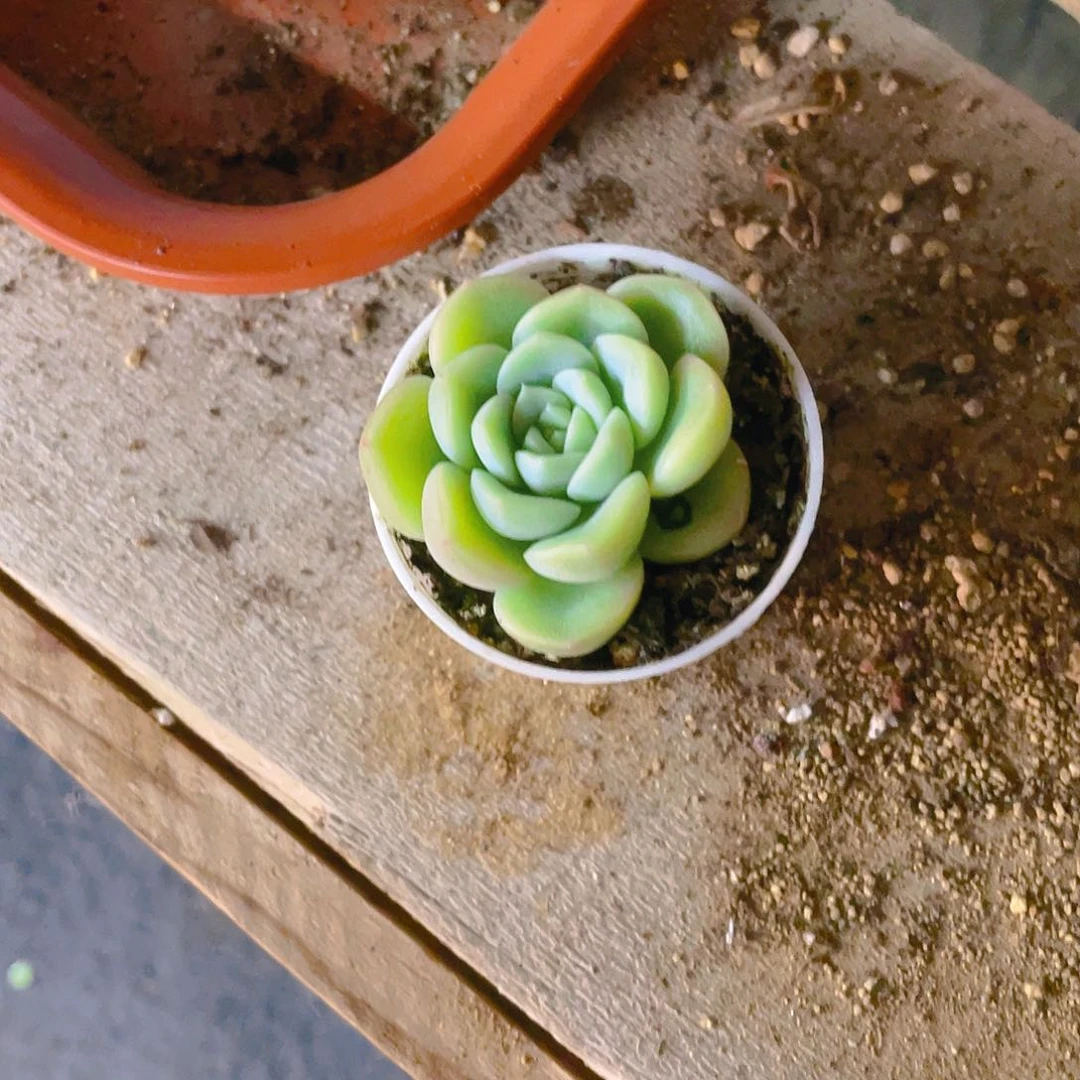 竹*羽C F9 单头中盆一个满25包邮