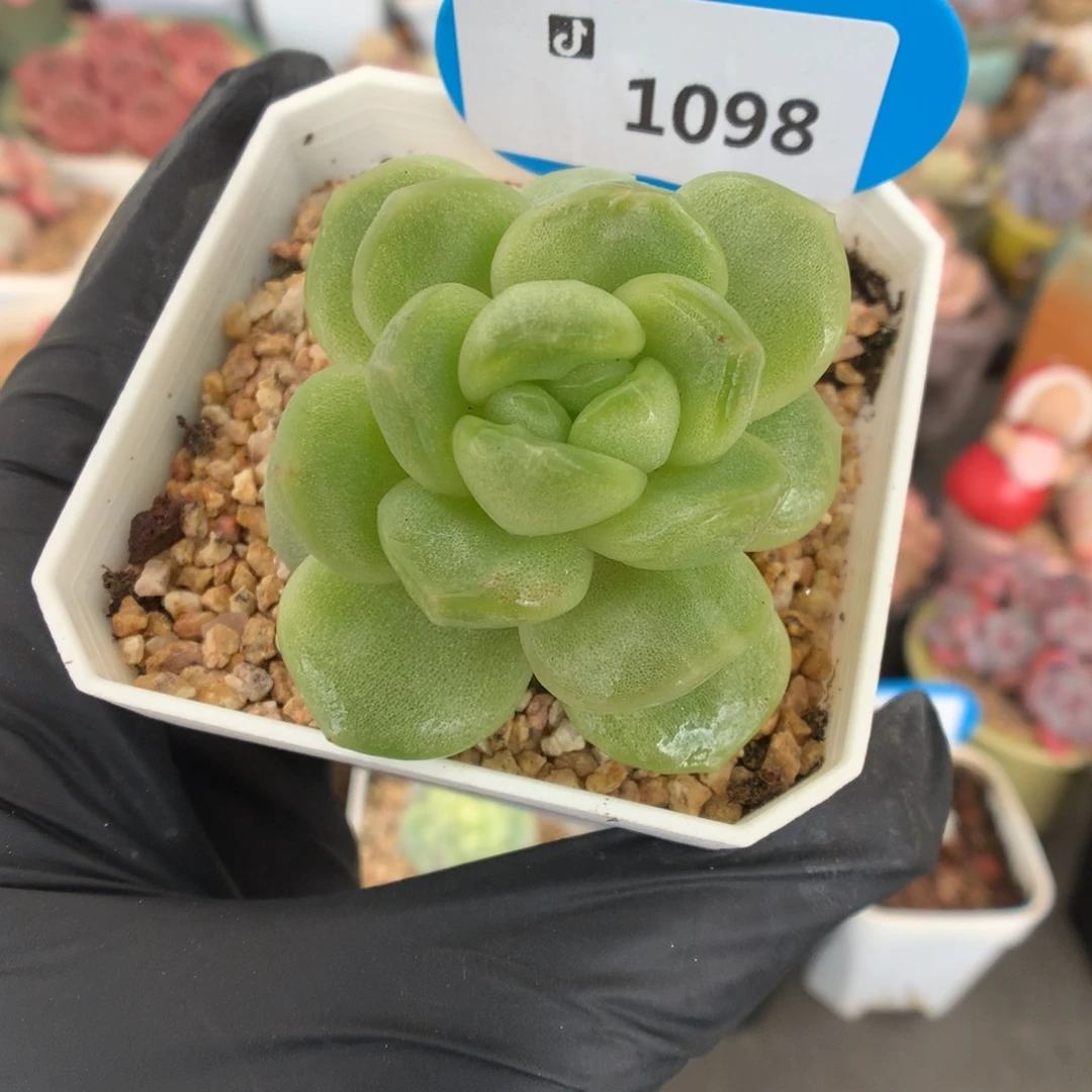 1098 翡翠绿冰玉石化