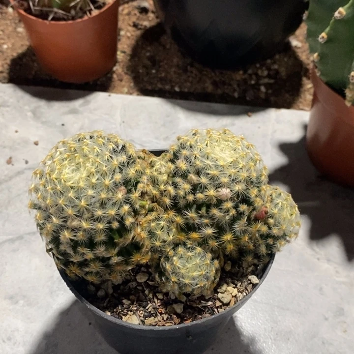 完全开放实生明星复色花