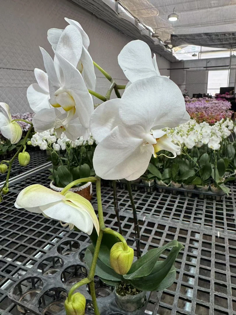 蝴蝶兰【超大白】昆明直发