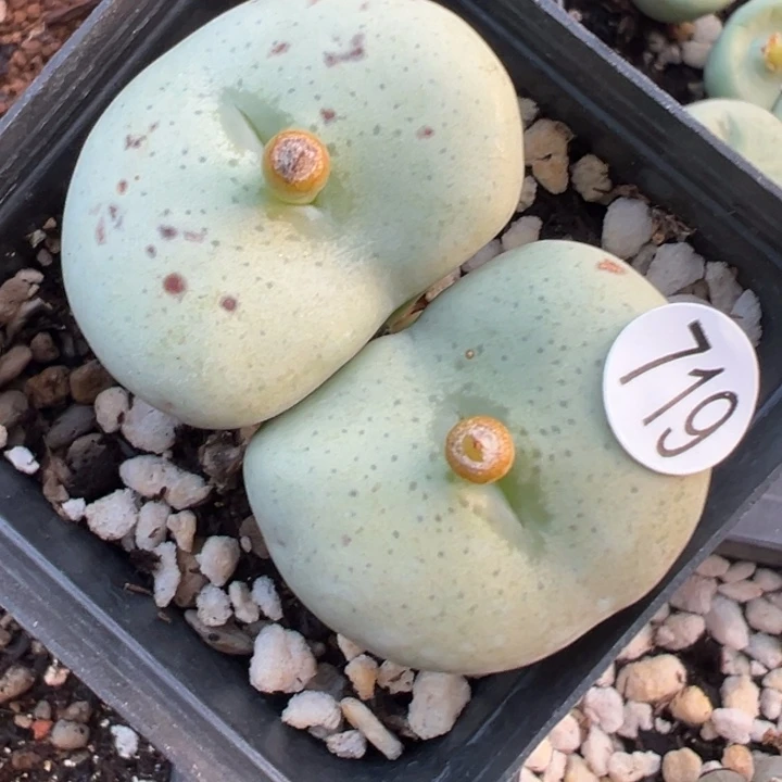 ⁰***⁰719号11111111111111111