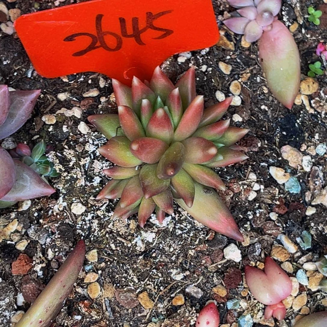 幺***子2645号晚上多肉植物群生多肉