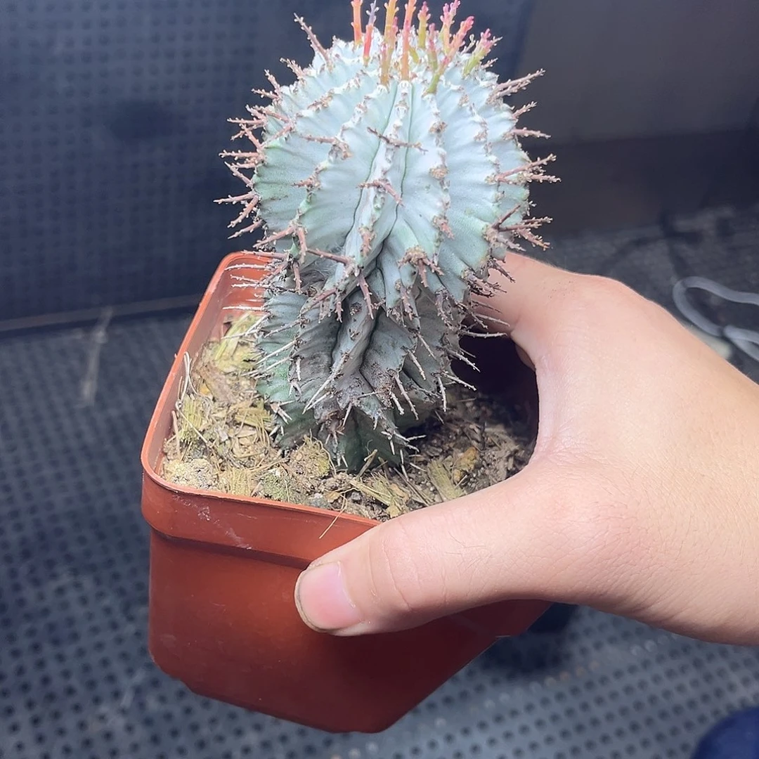日系白鸡魁伟玉299999999