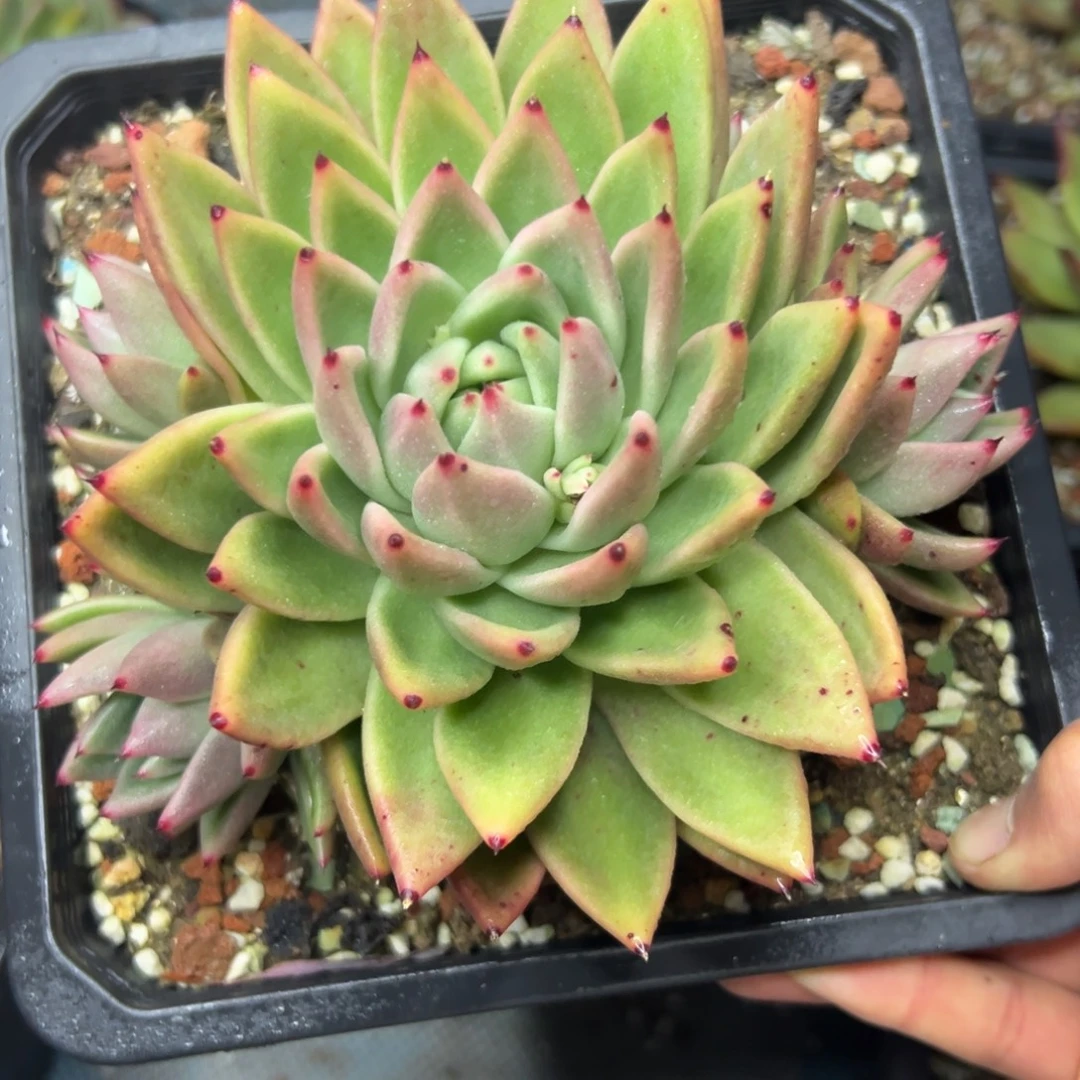 多肉植物一物一拍（15号）