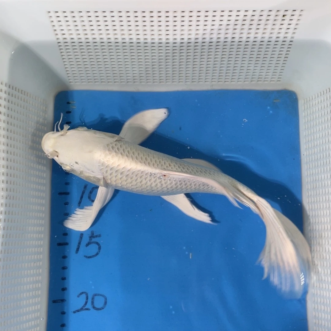 锦鲤锦鲤包邮包售后