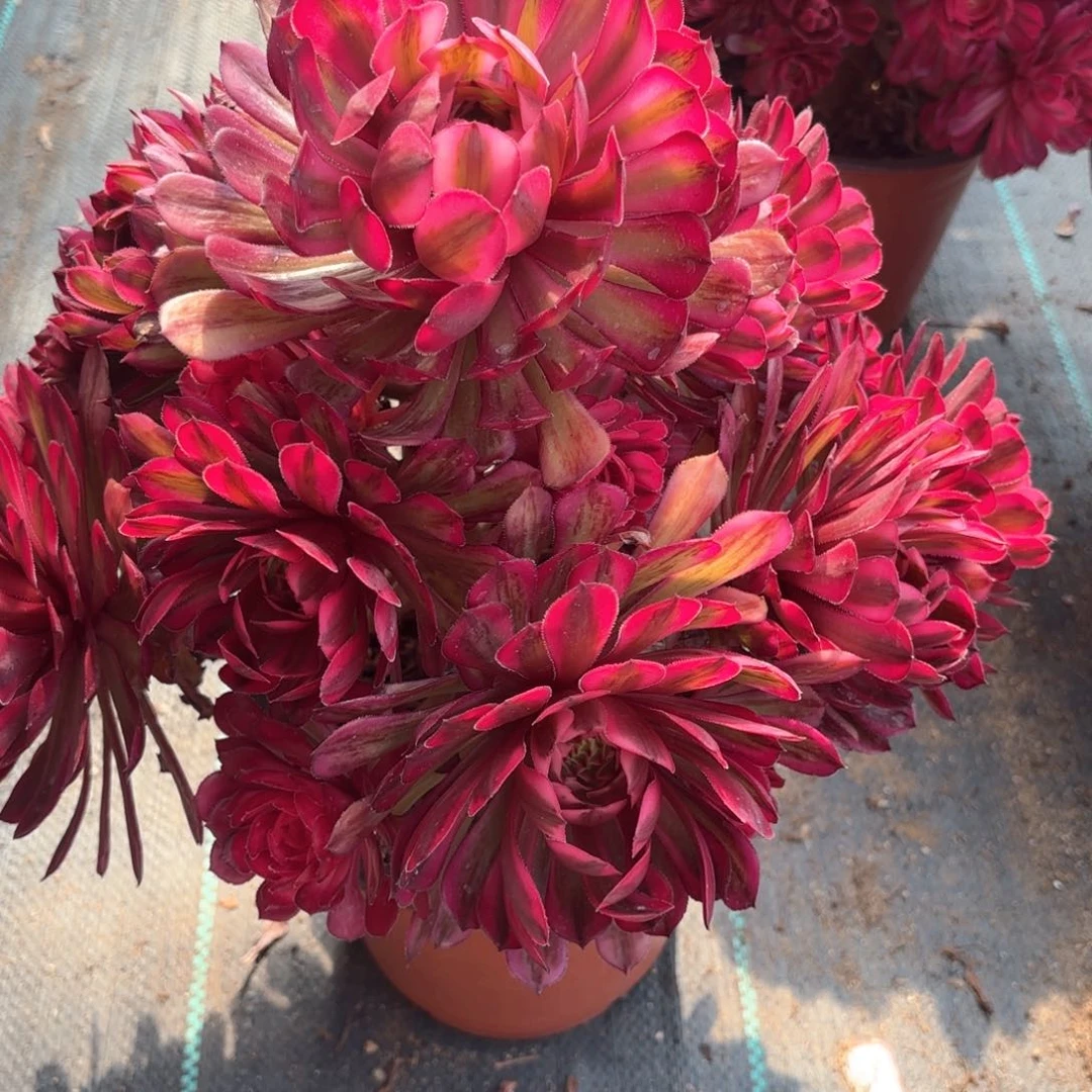 无花朵302白月光多肉植物