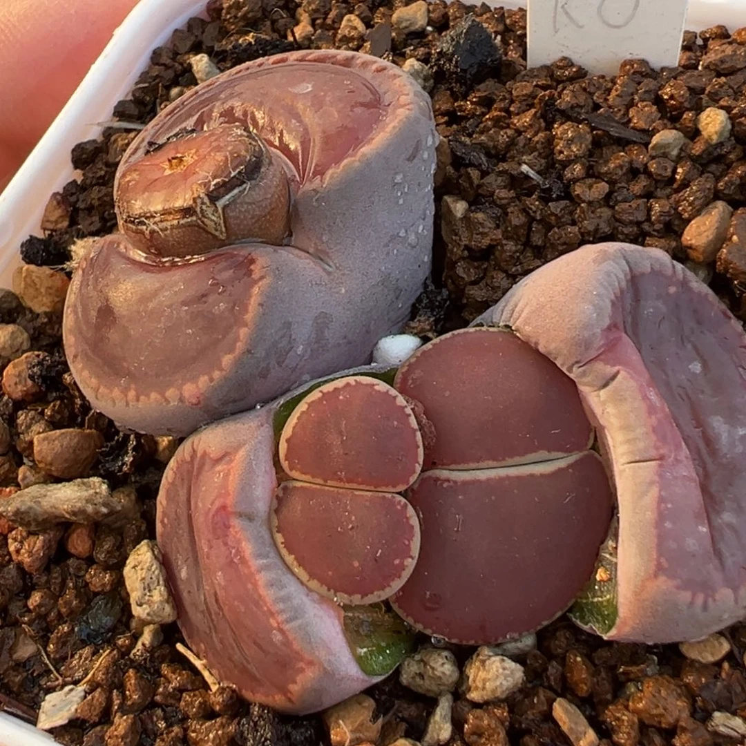 特价KO群多肉百科69