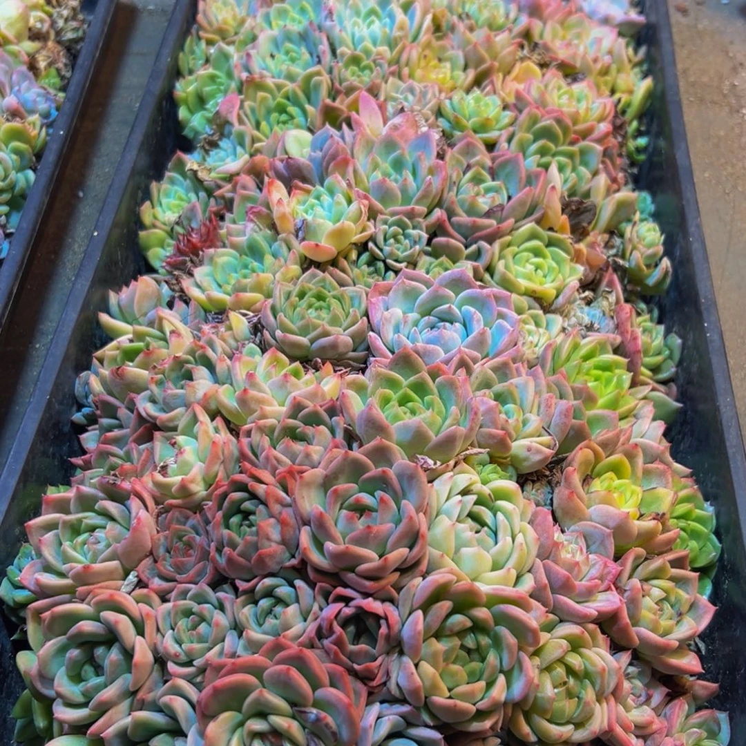 347多肉植物和植物的生长