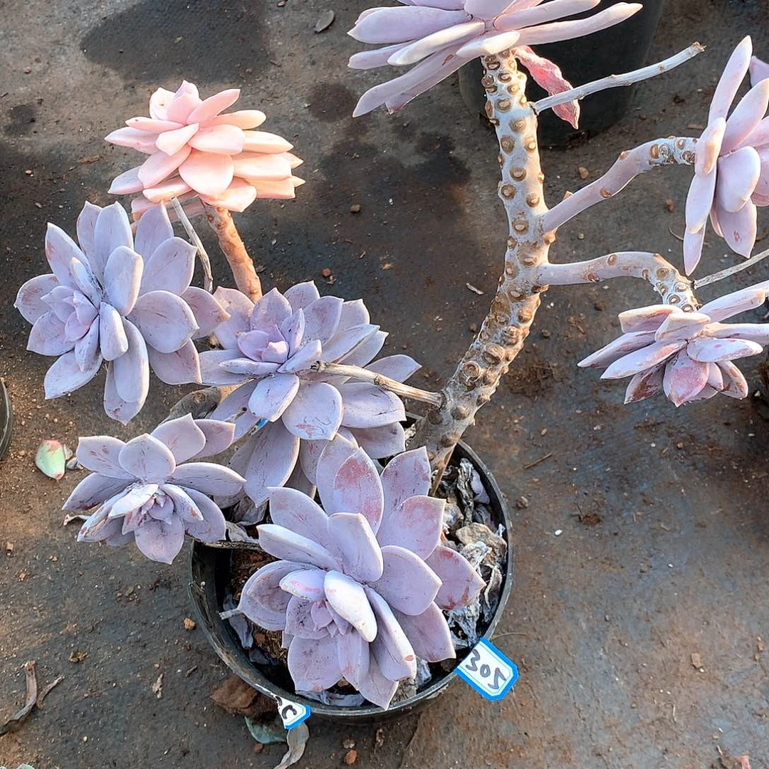 305风车锦 一物一拍多肉