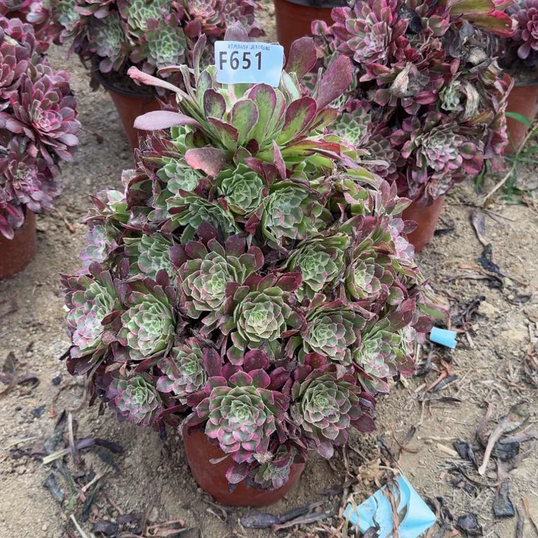 651同花顺绿体多肉植物