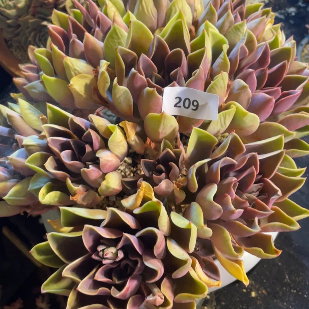 209紫气东来大群生多肉植物