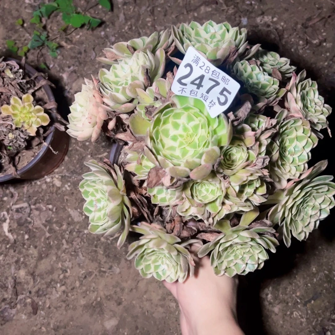 瑶光多肉植物2475