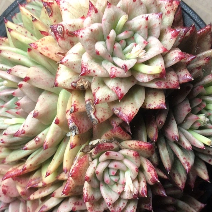 L**.104////////////////