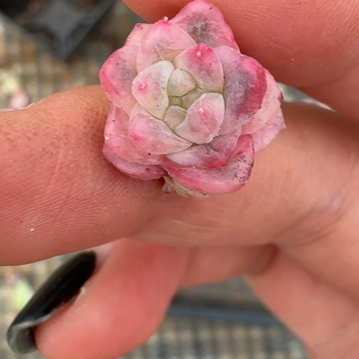 冰月亮锦一物一拍