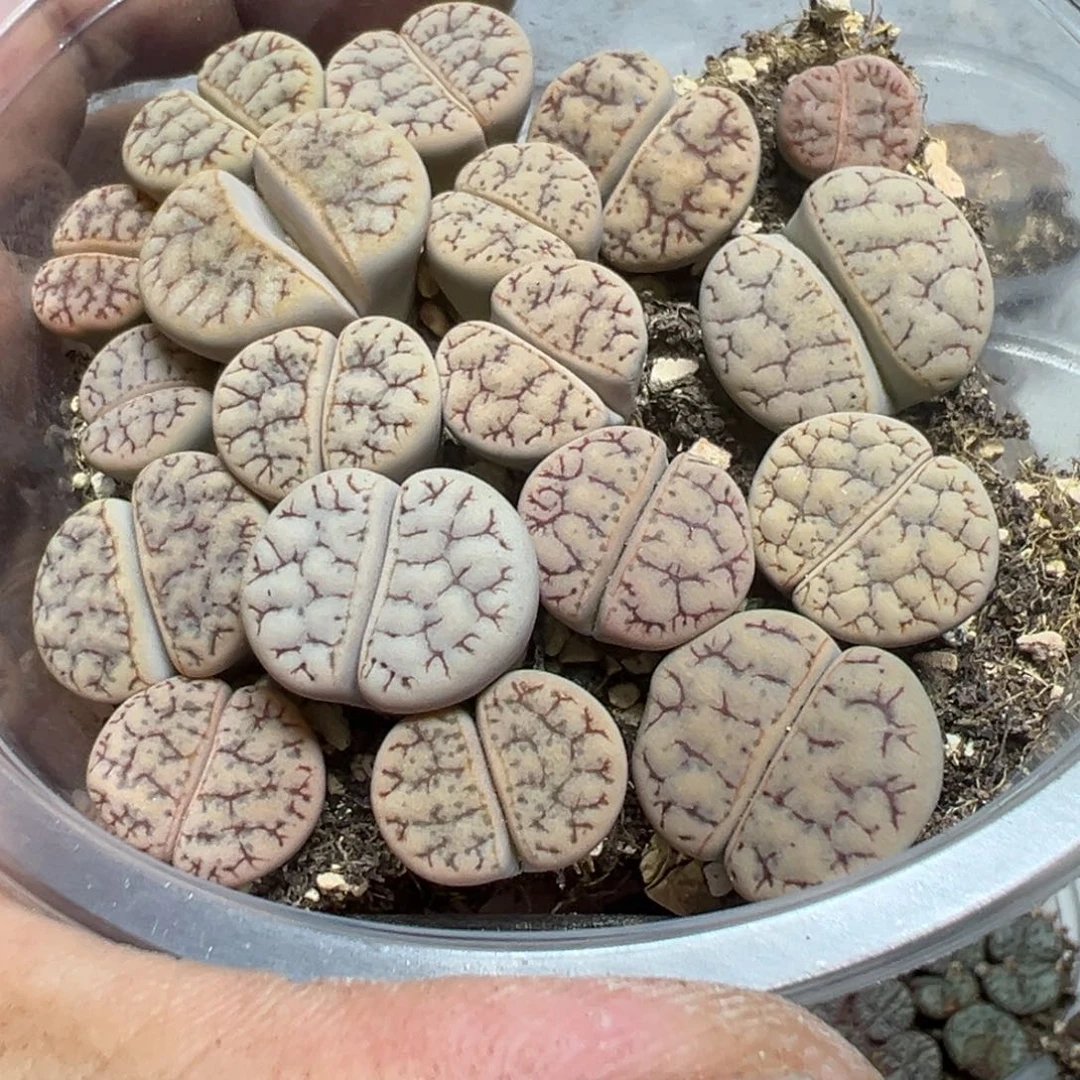 【闪购商品】 536。