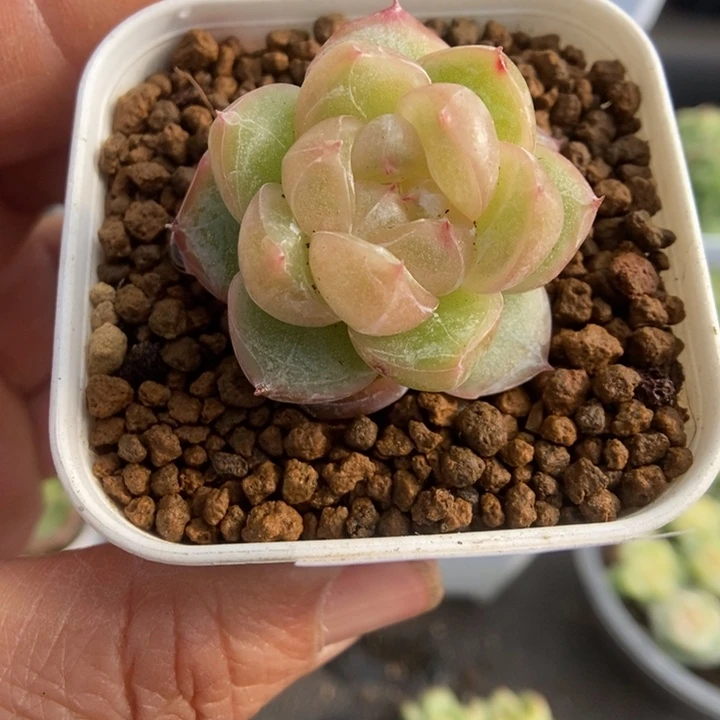 一物一拍一物一拍1116-405