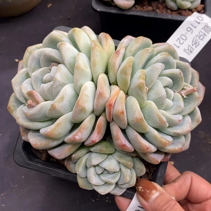 夏悦多肉0116-22冰玉