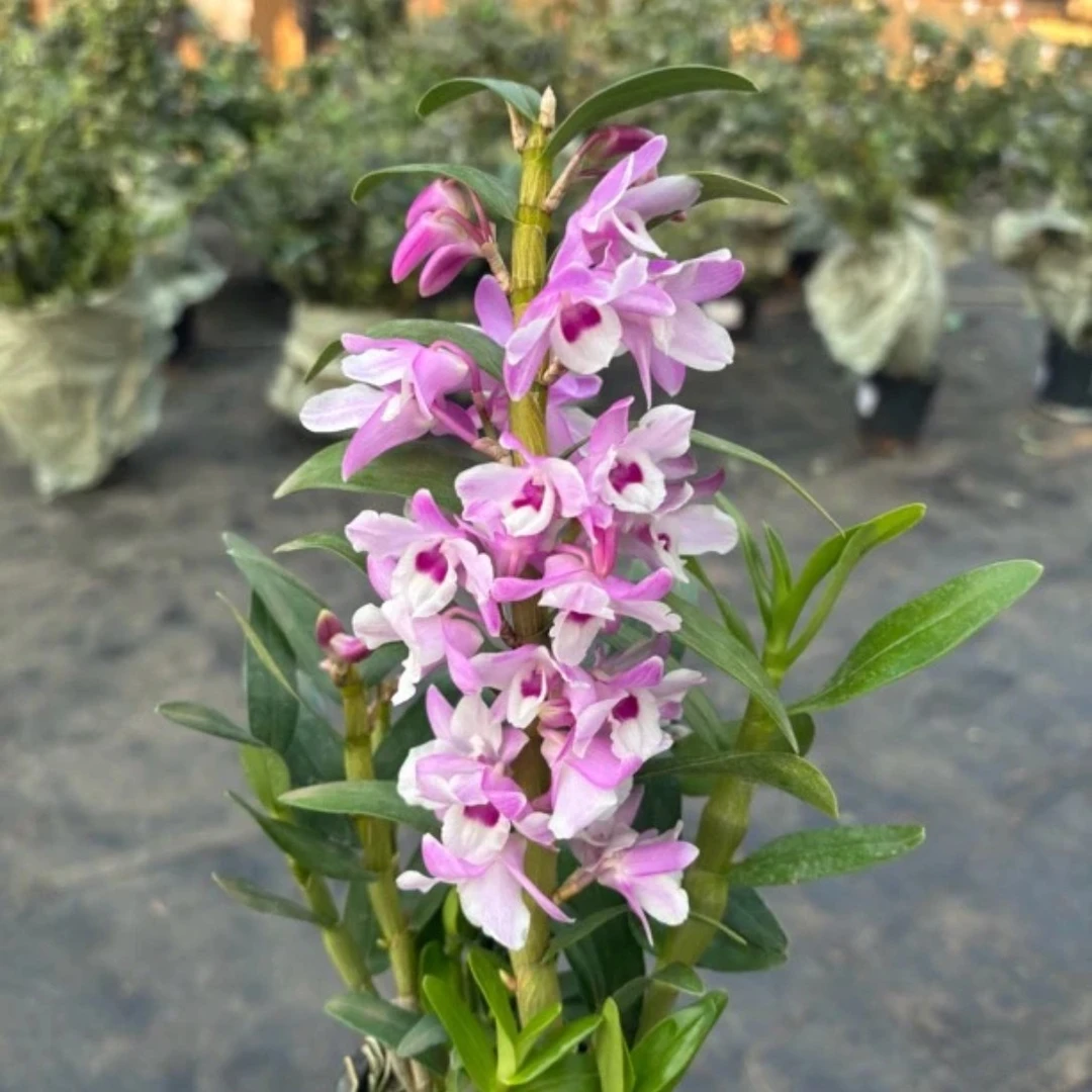 樱花春石斛 石斛好养花期长