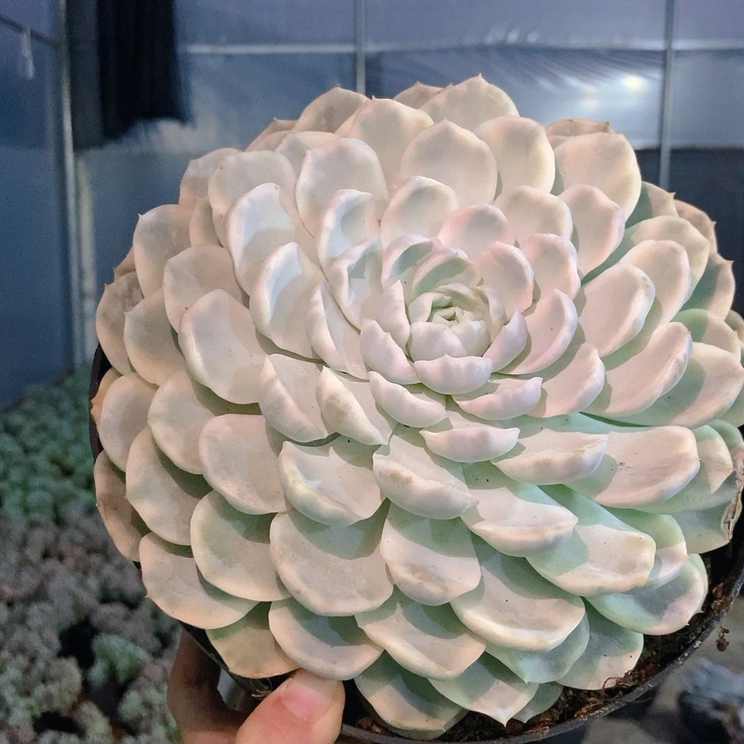 雪球锦大单头随机