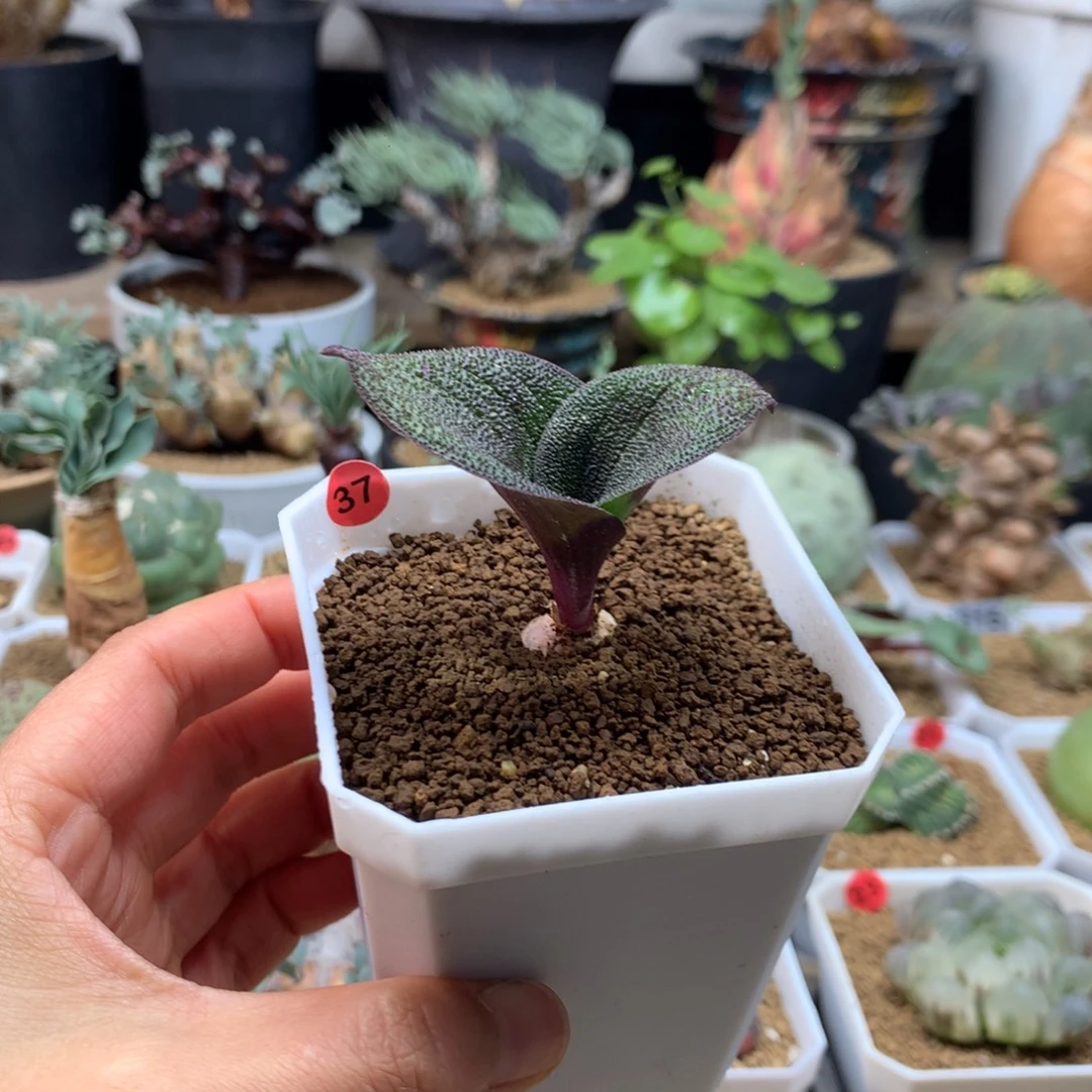 紫镜母本带盆多肉37