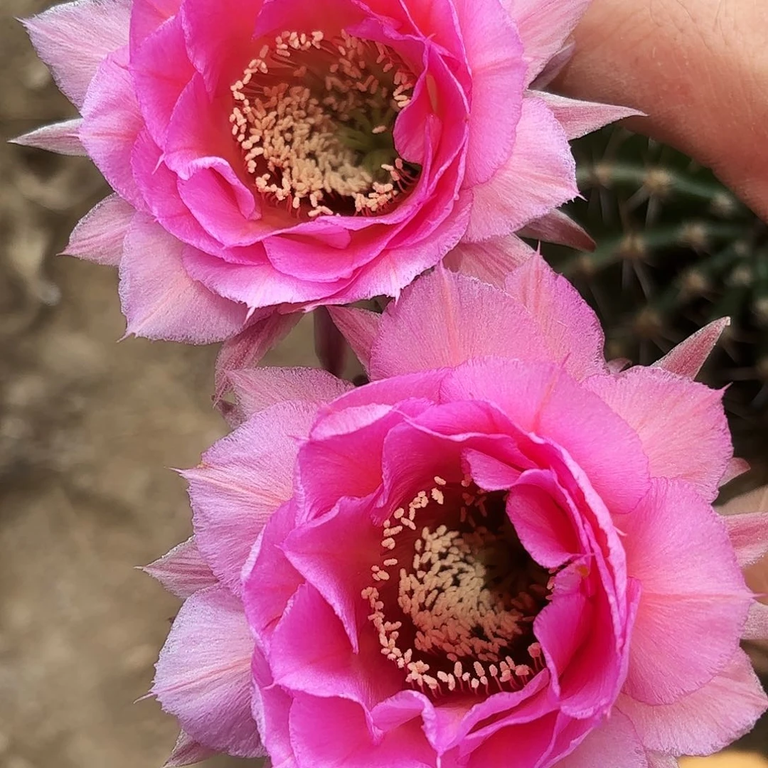 94 实生脱土脱花20包邮