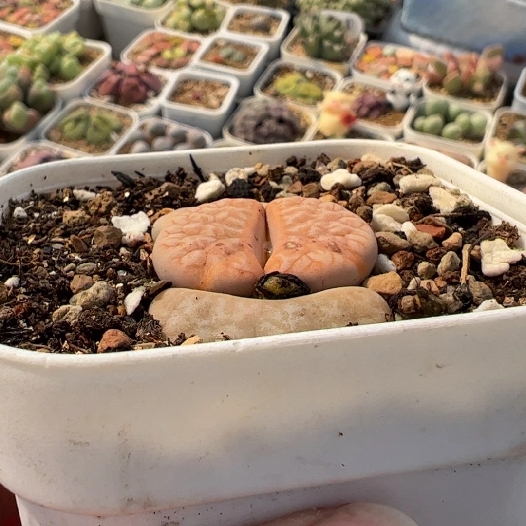785多肉植物百科