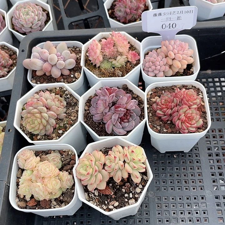 薇薇安园艺多肉040
