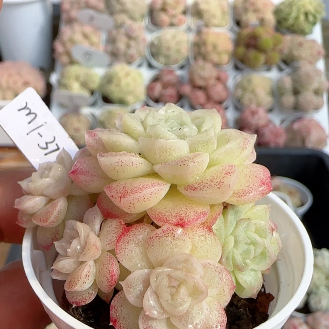 【闪购商品】0119-137（m1-377-2）