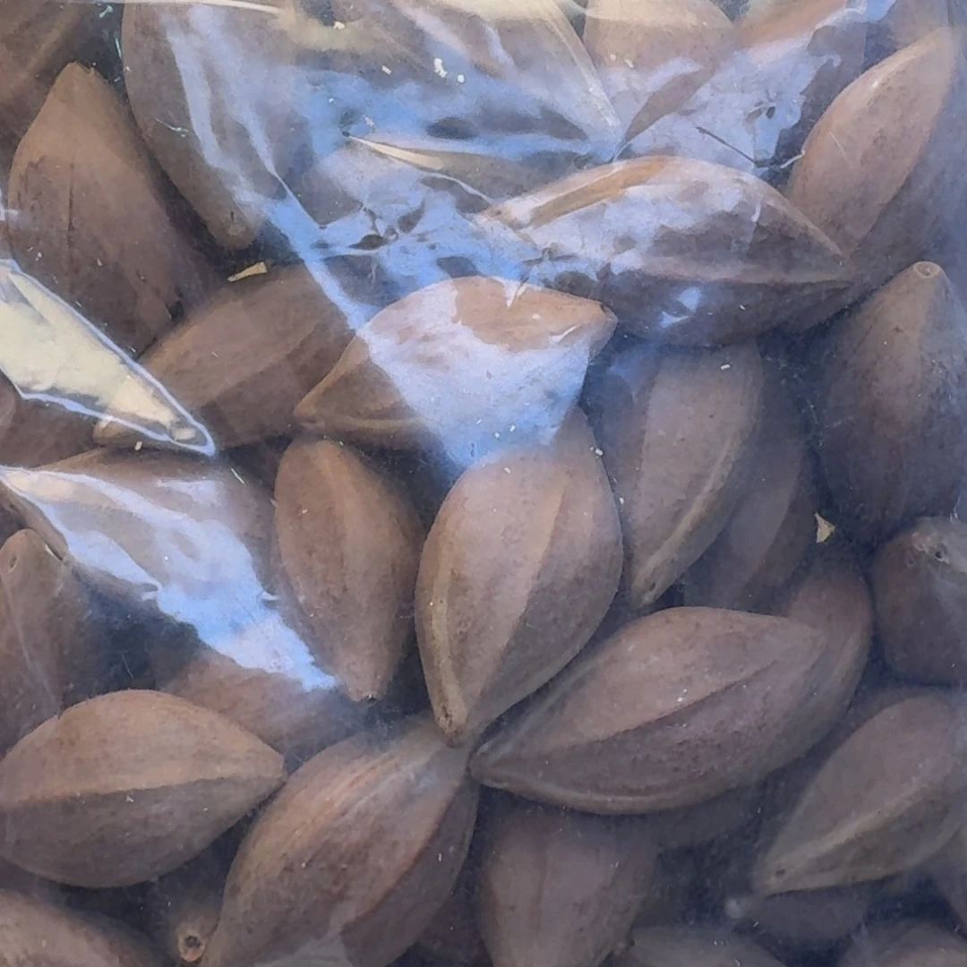 独***夏手串/手链橄榄核1