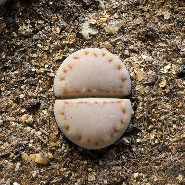 生石花111111。  1公分半。  383