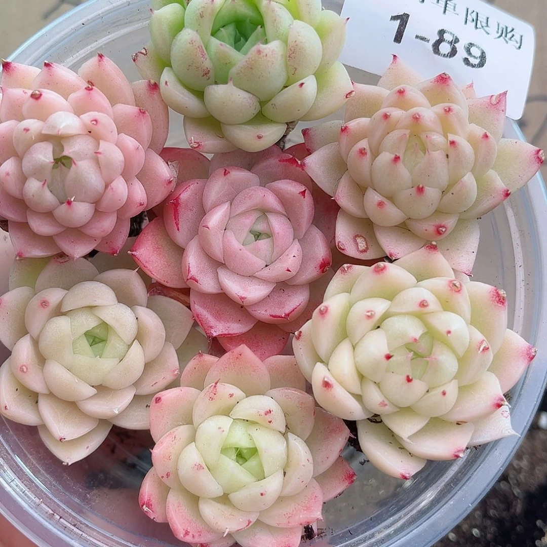 1-89 新疆西藏内蒙不发12.8包邮2-3公分多肉