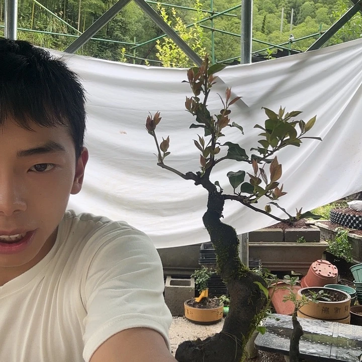 可***茜无花朵金蛋子容易成活
