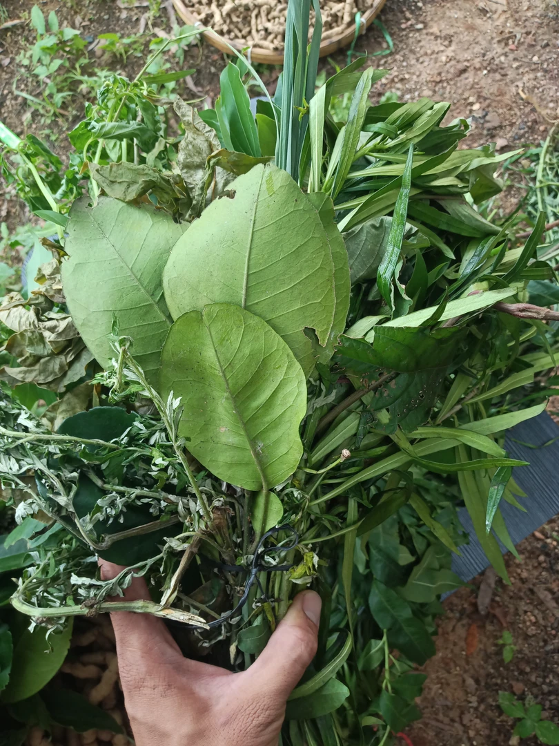 农村 y f 小孩 老人冲凉草 有：艾草 柚子叶 桃子叶 旺竹叶等等