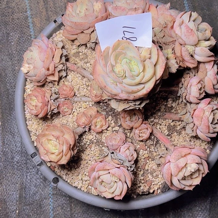 七*871///////////////