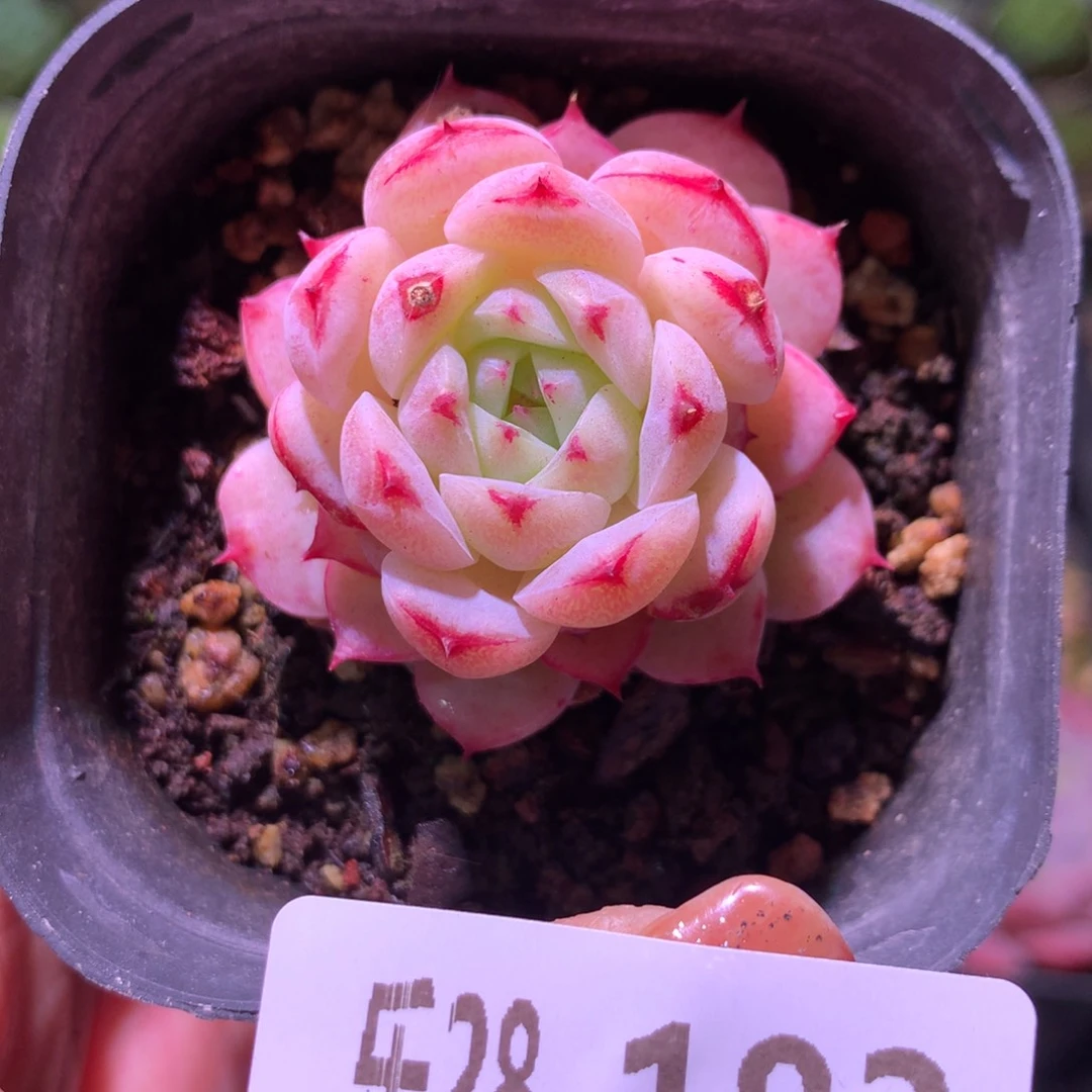 乐然28-183 薄荷冰沙