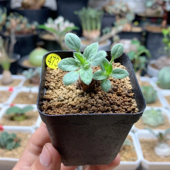 文纳森杨葵母本带盆473