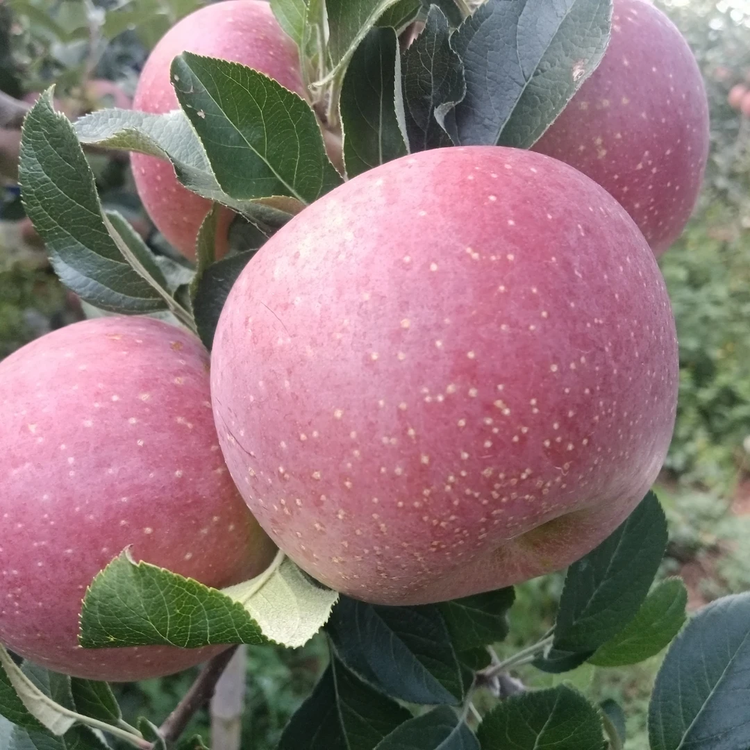 云南昭通高丑苹果应季水果脆甜爽口现摘现发