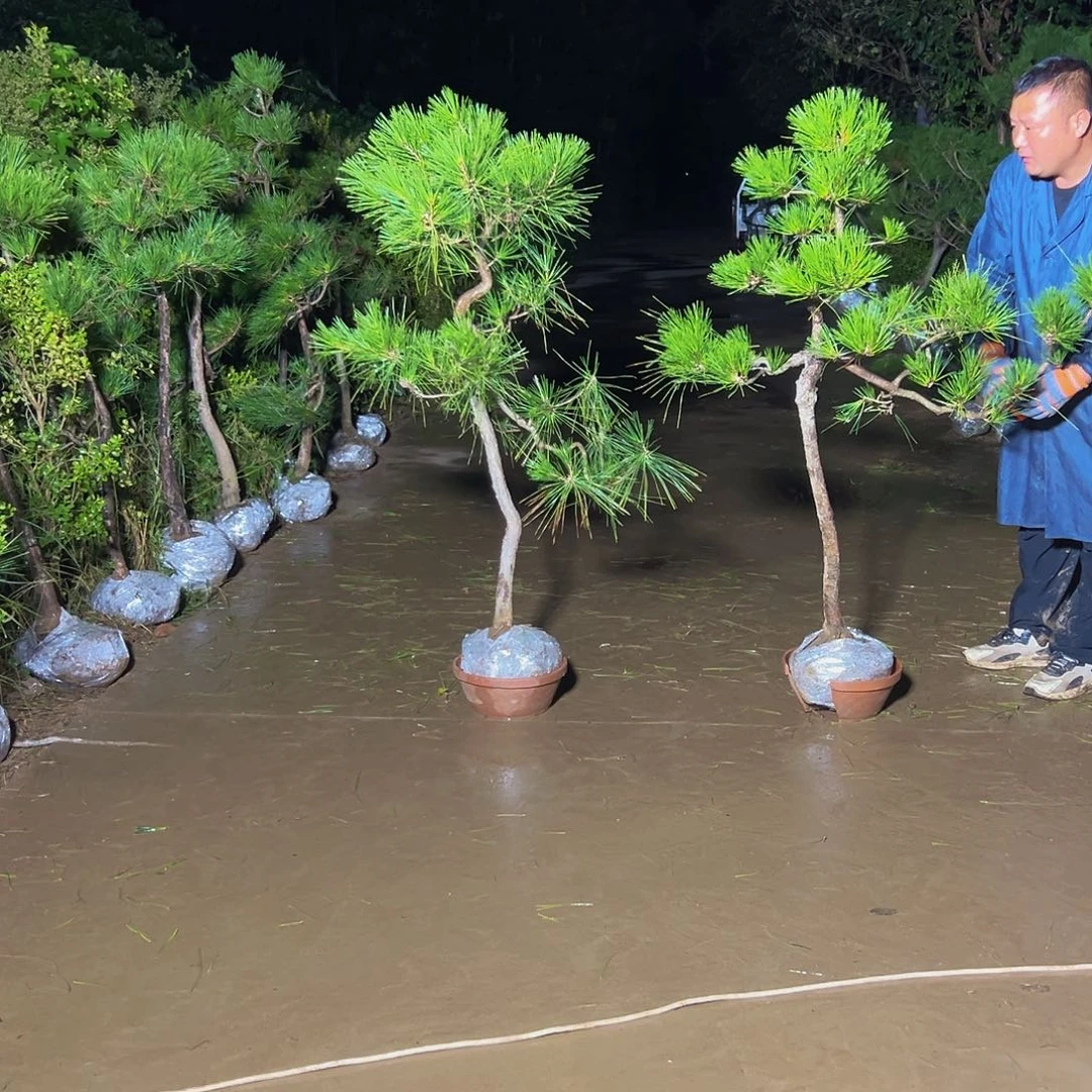 无花朵禧*达888888888888888