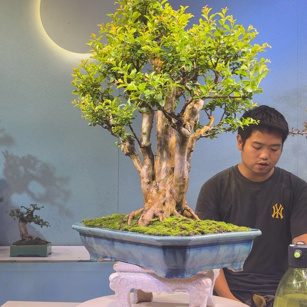 辉***无花朵红花紫薇一物一拍