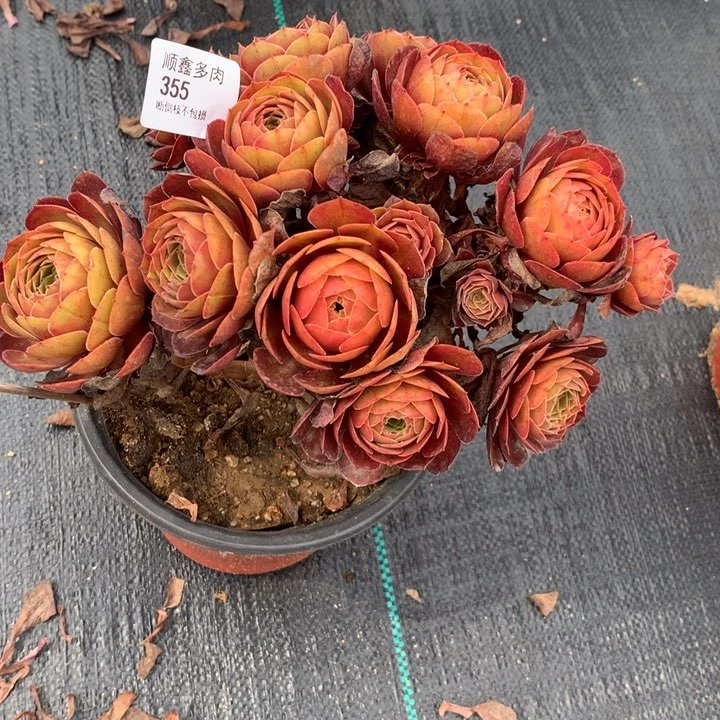 355万圣节多肉特价不售后