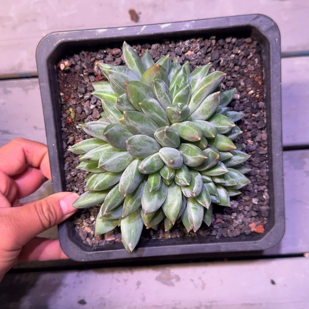 多肉植物一物一拍