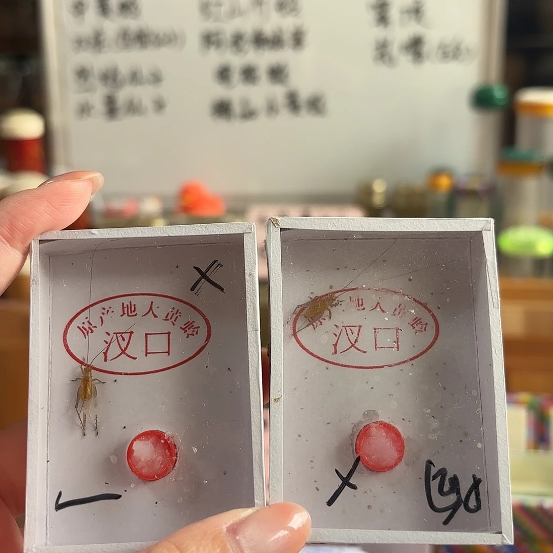 两条断小腿大黄蛉