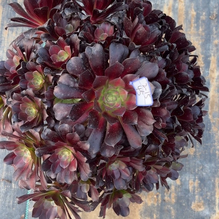 欧资多肉断枝不包45