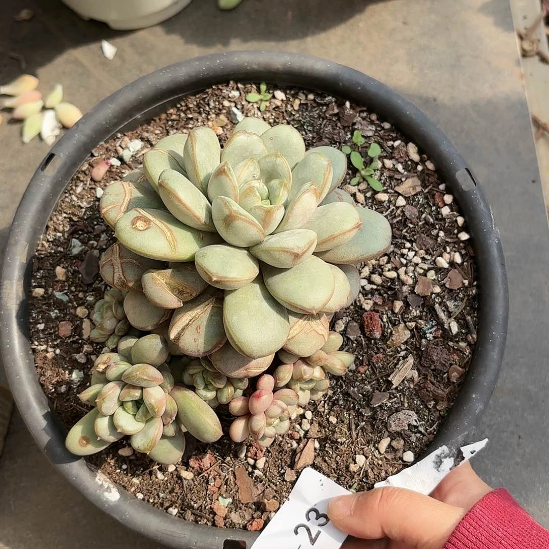 同温层多肉葡萄23