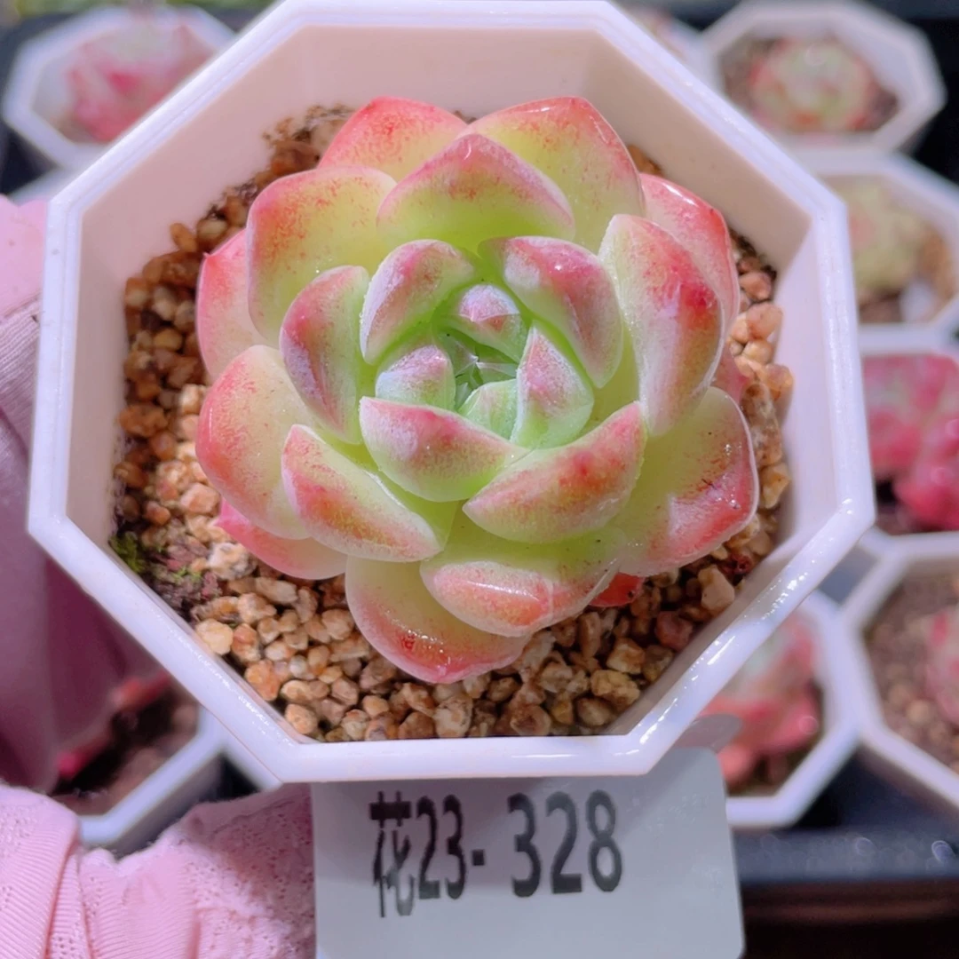 花利美23-328精选糖心