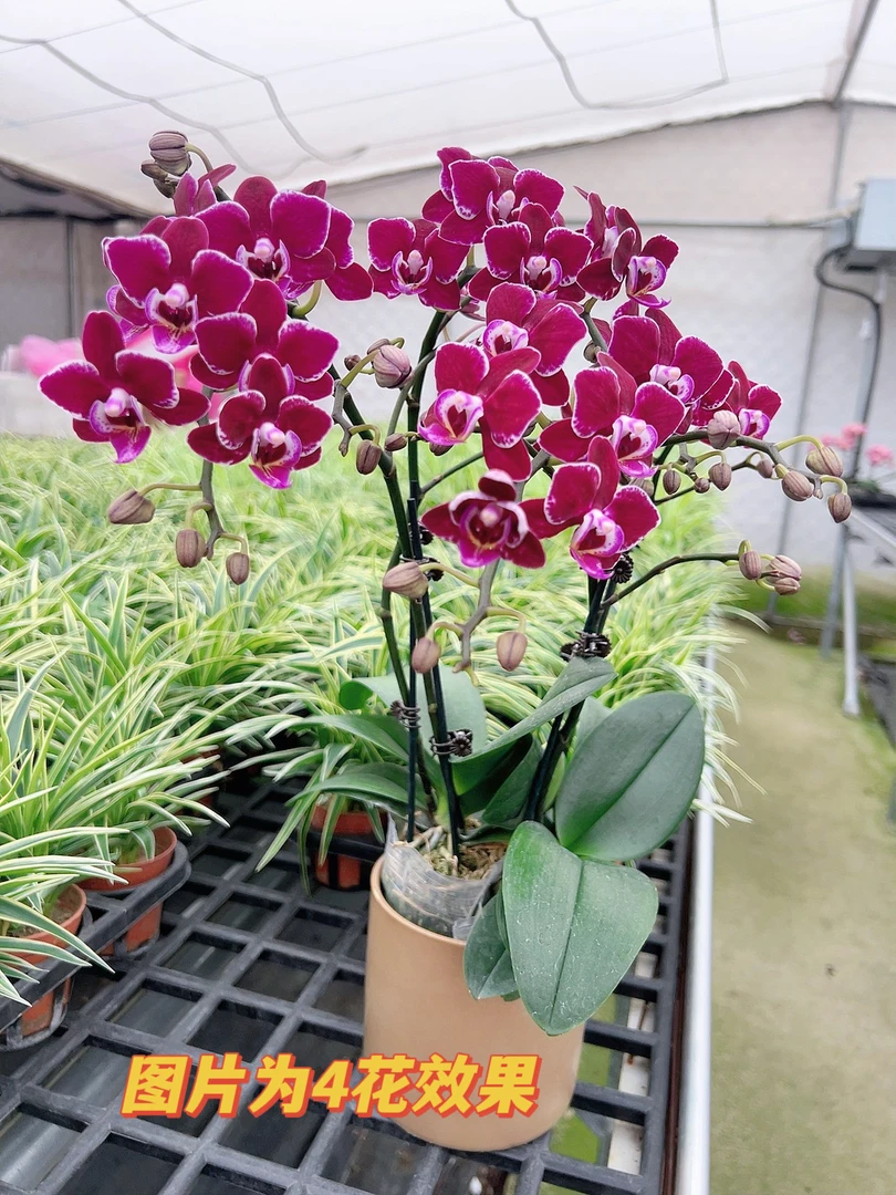 【黑珍珠06】3.0寸稀少黑色蝴蝶兰中小花型带花带花苞