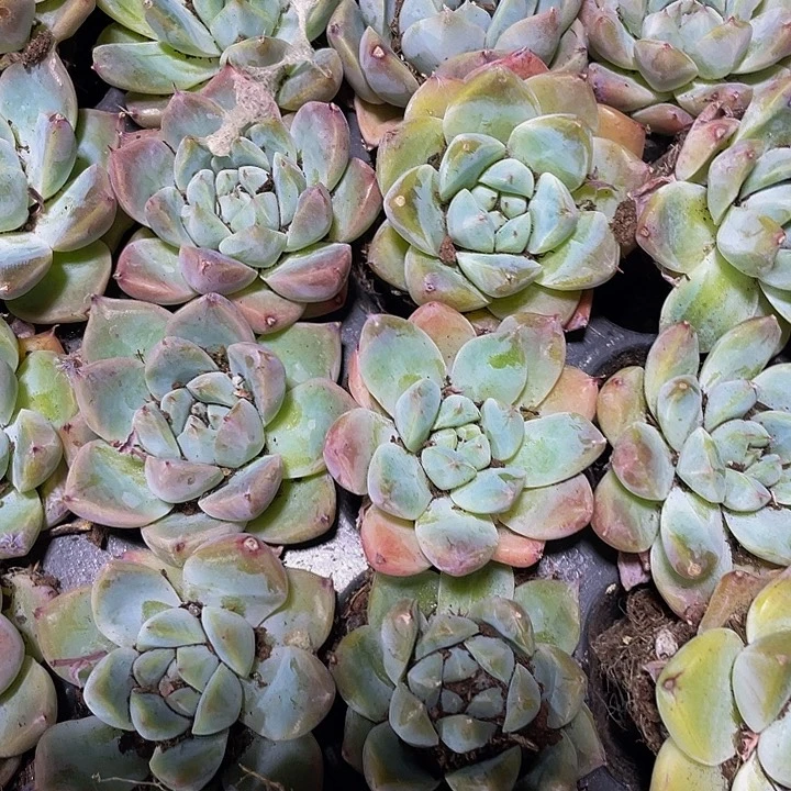 小如梦令1元带土发